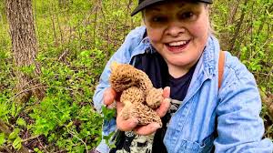 Búsqueda de hongos Morel 2025 Wisconsin : r/foraging