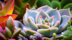 Maybe you would like to learn more about one of these? La Folie Des Plantes Grasses Mon Jardin D Idees