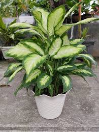 Image result for beautiful dieffenbachia