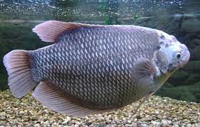 Untuk itu, berikut ini 6 cara budidaya ikan gurame di aquarium serta cara merawatnya. Cara Budidaya Ikan Gurame Yang Berkualitas Paspelopor News
