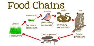 Use it or lose it they say, and that is certainly true when it. How Well Do You Know About Food Chain Trivia Questions Quiz Proprofs Quiz