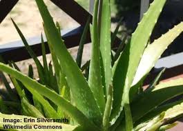 Aloe barbadensis leaf juice (сок листьев алоэ вера), ceratonia siliqua gum (камедь бобов рожкового дерева), phenoxyethanol (and) ethylhexylglycerin, perfume. Types Of Aloe Plants Amazing Varieties Of Aloe Vera Plants Pictures