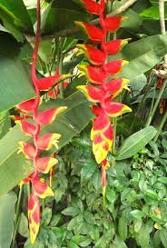 Banana Tree Flowers Bali 2011 This Are Hanging Heliconia Flowers