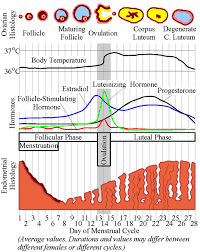 Ovulation date for 32 days period cycle from today. The Menstrual Cycle And Calculating It Manually