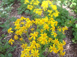 Image result for Catunaregam obovata