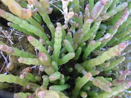 Image result for Sarcocornia natalensis