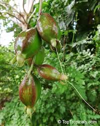 Image result for Barringtonia