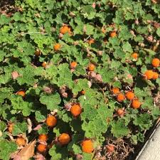 Image result for Rubus pinnatus
