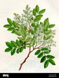 Image result for Copaifera