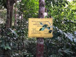 The path to gunung jerai is really steep and narrow, while nearly the corner, the road sign advice every car to make a hon before cross the steep corner. Paktarm On Twitter Selamat Pagi Gunung Jerai Yan Lite Hiking Pagi Ini Hutan Simpanan Kekal Gunung Jerai Diwarta 30 05 1936 Sebahagian Dari Kawasan Geopark Kebangsaan Https T Co Ph0mypqgws