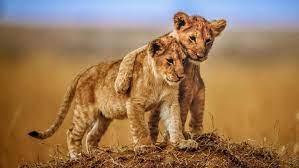 Cute Lion Cubs Hd Wallpaper Wallpaper Studio 10 Tens Of Thousands Hd And Ultrahd Wallpapers For Android Windows A Animals Lion Hd Wallpaper Lion Wallpaper