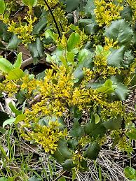 Image result for Rinorea ilicifolia