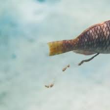 Betta Fish Bloated Belly Causes Symptoms And Recommended Treatment The Aqua Advisor