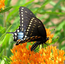 Check spelling or type a new query. Raise Black Swallowtail Butterflies Indoors