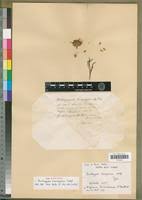 Image result for Hirpicium bechuanense