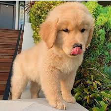 We found 35 'golden retriever' adverts for you in 'dogs and puppies', in the uk and ireland. Golden Retriever Puppies Home Facebook