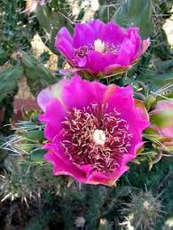 Maybe you would like to learn more about one of these? Cactus Flowers Photo From Made In New Mexico Cactus Flowers Flower Photos Flowers