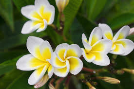 We offer a wide variety of plumerias through our easy online for over 20 years abc has specialized in growing the plumeria or (frangipani). Plumeria Flowers Island Of Kauai Hawaii Photographic Print Russ Bishop Allposters Com