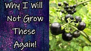 In the shadowy spaces and the sunny clearings of high northwest forests, the huckleberry waits for an eager human or bear. Why I Will Not Grow These Again Solanum Melanocerasum Aka Garden Huckleberries Youtube