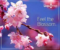 As You Celebrate The Beauty Of Spring Let Us Deliver Some Beautiful Cherry Blossom Bouquet To You And Or Your Loved Ones Call 403 968 9696 Www Liquordelive