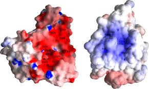 Encyclopedia of new england (2005), hundreds of long articles by scholars; Dephosphorylation Of The C Terminal Tyrosyl Residue Of The Dna Damage Related Histone H2a X Is Mediated By The Protein Phosphatase Eyes Absent Journal Of Biological Chemistry