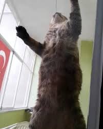 Kedi Sinekligi Kedinin Asla Yirtamayacagi Yirtilmaz
