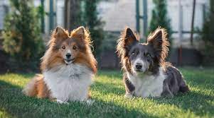 Border Collie Vs Sheltie Differences Similarities