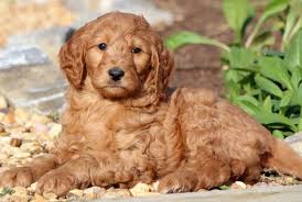 In purebred circles, and crossbreeds like goldendoodles, there is a. Goldendoodle Puppies For Sale Puppy Adoption Keystone Puppies