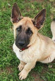 Free shipping and free returns on eligible items. 12 Belgian Malinois Shepherd Ideas Belgian Malinois Malinois Malinois Shepherd