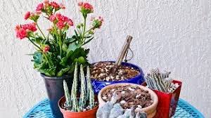 Cacti soil must not be perpetually wet or the roots will rot and possibly the entire plant. Succulent And Cactus Soil Mix For Pots A Recipe To Make Your Own