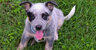 The woman was attacked by the dogs on milton road in maryborough. Keeping A Dog Brisbane City Council