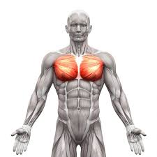 Learn vocabulary, terms, and more with flashcards, games, and other study tools. Chest Muscles Compedium