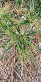 Image result for Cyperus haspan