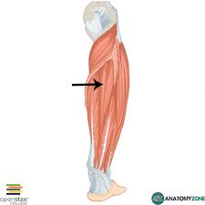 It is the most superficial of the calf muscles. Tibialis Posterior Anatomyzone