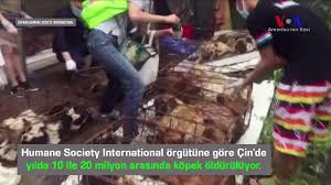 Cin Deki Tartismali Kopek Festivali Basladi Dailymotion Video