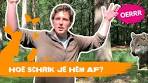 Wat moet je doen als je een wolf tegenkomt? | OERRR - YouTube
