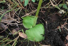 Image result for Satyrium kitimboense