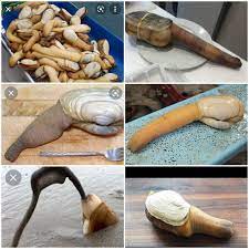 So yesterday I found out about geoduck clams. I can't stop laughing! :  r/mildlypenis