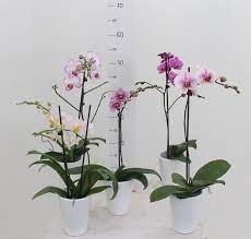 Scopriamo quali tipi di orchidea coltivare in appartamento, seguendo i consigli dei nostri esperti. Come Coltivare Le Orchidee Orchidee Come Coltivare Le Orchidee E Averle Sempre Fiorite