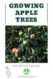 Growing Apple Trees Apple Growing Trees Growing Apple Trees Apple Tree From Seed Apple Tree