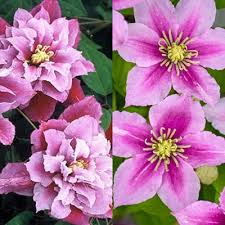 Maybe you would like to learn more about one of these? Clematis Kivistik Piilu Little Duckling Clematis Ranunculaceae The Buttercup Family