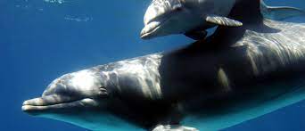 Je crois que mon sexe me démange trop. Bottlenose Dolphin Numbers Declined By 12 Following Marine Heatwave World Economic Forum