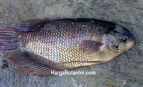 Senarai harga ikan laut terkini 2020. Harga Ikan Rohu Sekilo Harga Ikan Kembung Naik Jadi Rp 35 Ribu Kg Ini Penyebabnya