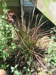 Image result for Cenchrus setaceus