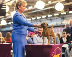 This year's show will feature 206 breeds and 2,500 dogs from the 50 us states, puerto rico, washington, dc, and 10 additional countries, according to the westminster kennel club. Westminster 2021 The Show Must Go On Modern Dog Magazine