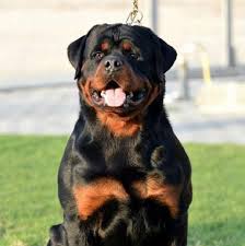 Gratis versand bereits ab 20€. Rottweiler Rescue Nj