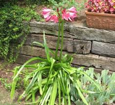 Image result for Crinum walteri