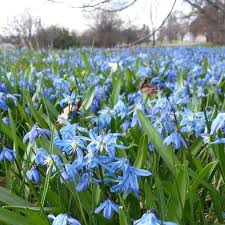 Coriacea blume, angustisepala schlechter ex c. Kaisa Talja On Instagram Idansinililja Siberian Squill Idansinililja Kukka Kukkia Sininen Puutarhassa Kaunis Kevat Huhtikuu Backaksenkartano Vant