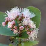 Image result for Syzygium cordatum