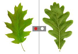 Image result for white oak leaf